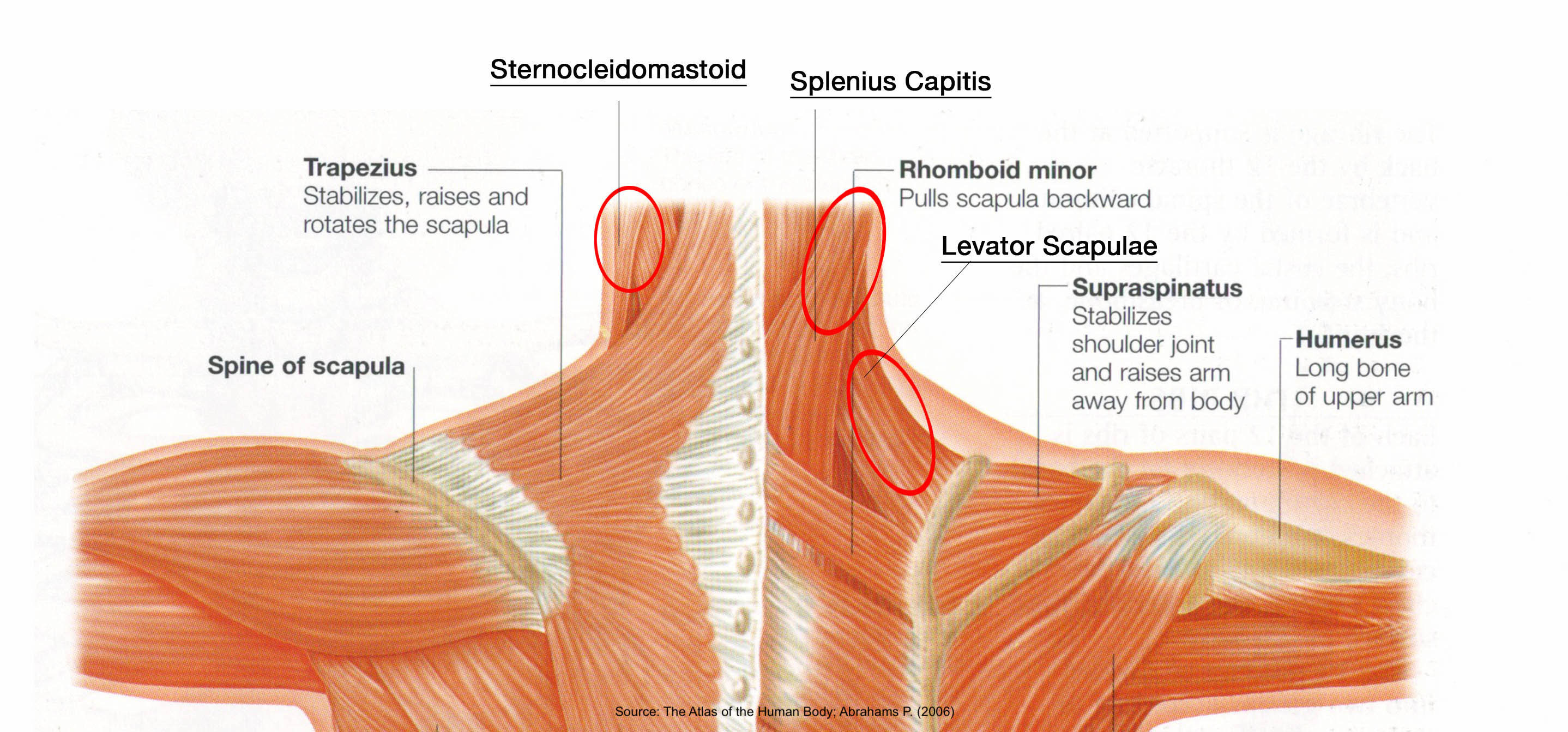 What Is The Neck Region Called