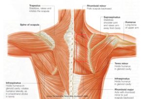 back neck and shoulder muscles