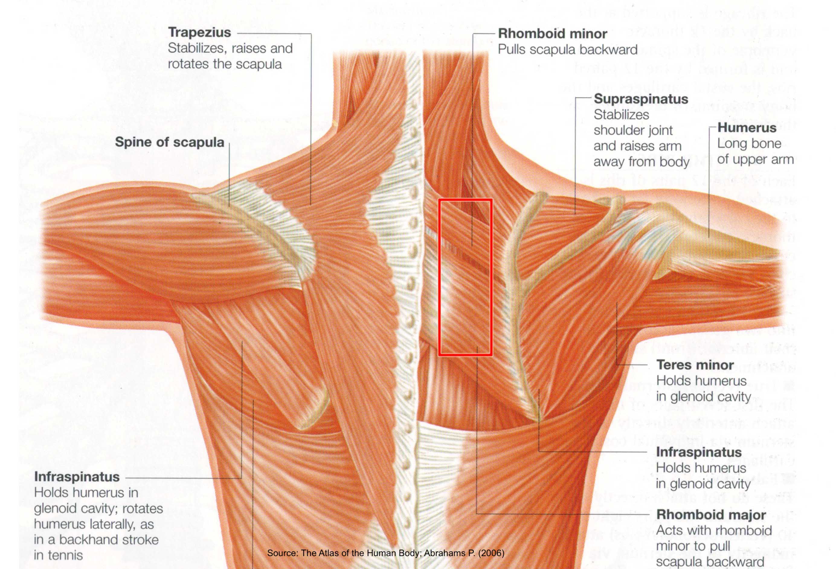 Shoulder Muscles Diagram Labeled Anatomy Chart Of Neck And Shoulder Images